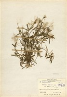 藏品(臺灣龍膽)的圖片